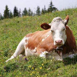 Корова на дворе – так и еда на столе