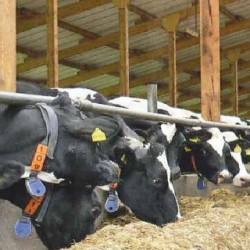 Кормление коров – наука о питании