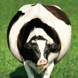 Тимпания рубца у коров: причины, первая помощь