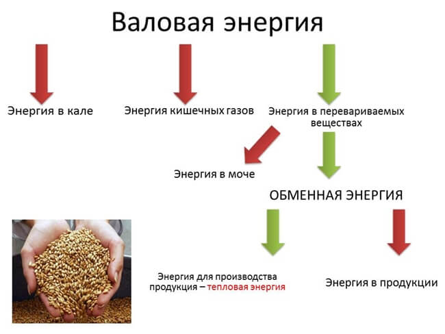 Что называется энергетической кормовой единицей