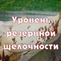 Резервная щелочность в крови у коров