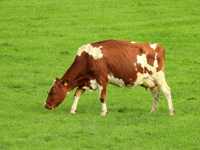 сухое вещество кормление коров
