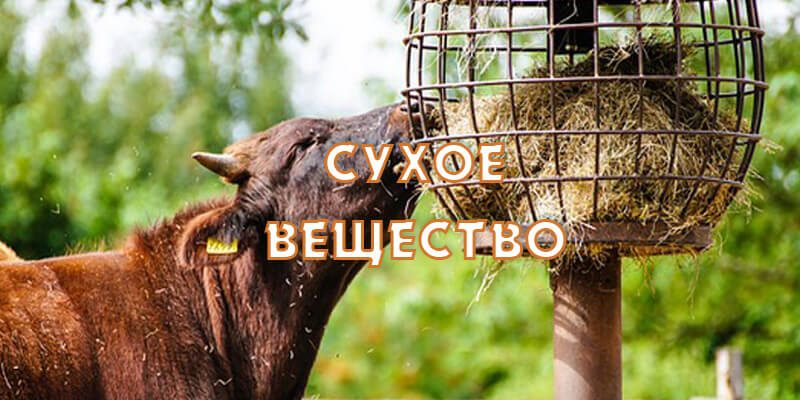 Кормление коров — сухое вещество
