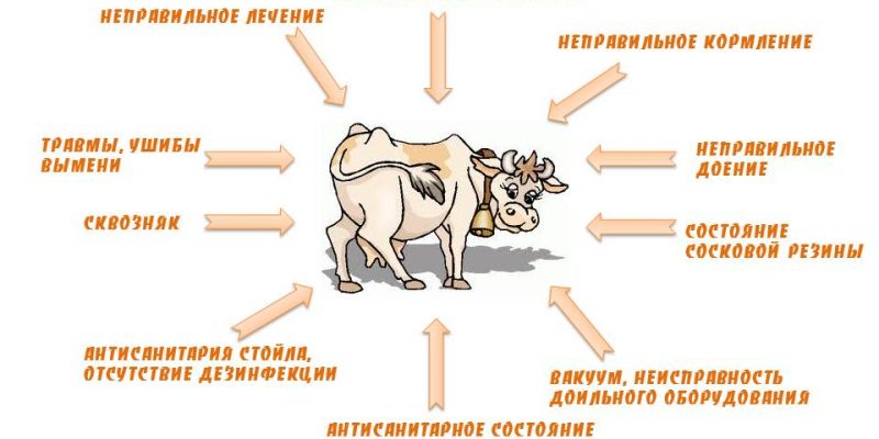 Самые распространенные причины возникновения мастита у коров