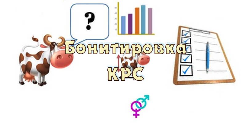 Бонитировка КРС. С чего начать?