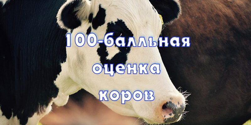 Линейная оценка экстерьера коров. 100-балльная оценка