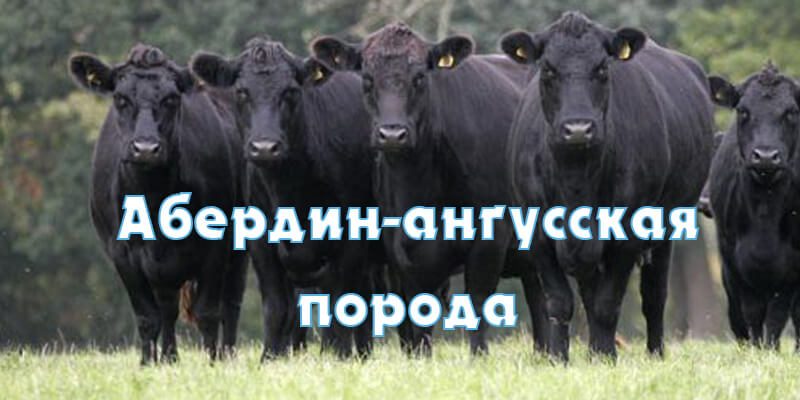 Абердин-ангусская порода