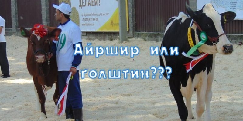 Айрширская порода или голштинская порода коров? Кто лучше?