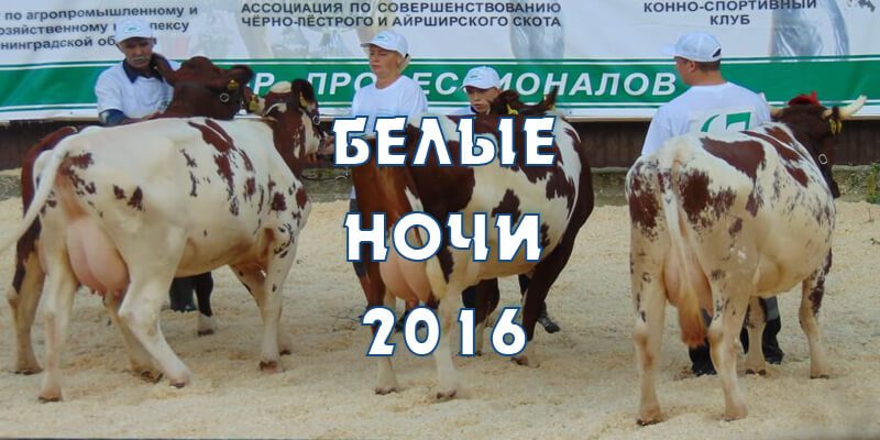 Выставка коров «Белые ночи — 2016»