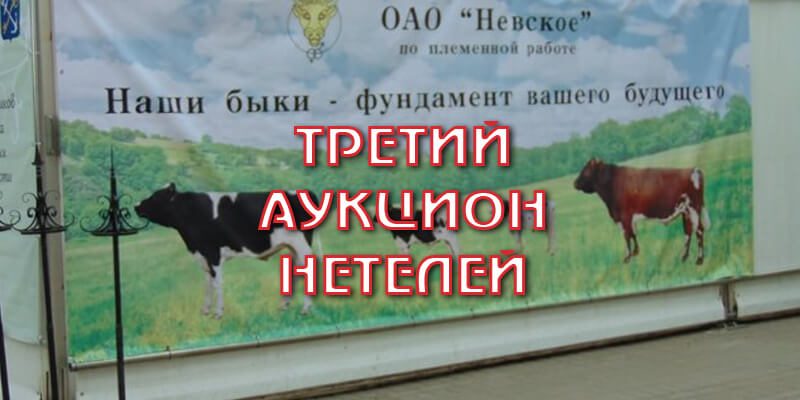 Где купить племенных нетелей?