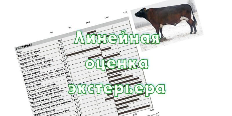 Линейное описание экстерьера коров