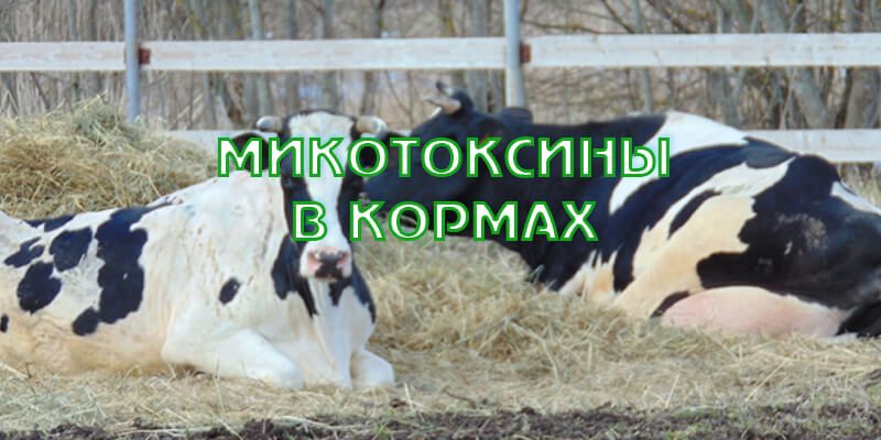 Микотоксины в кормах