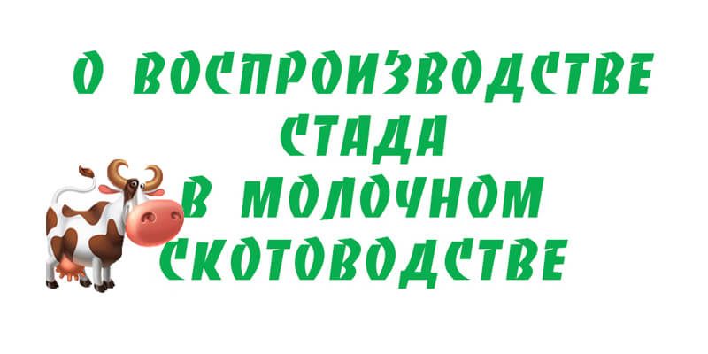 Воспроизводства стада КРС