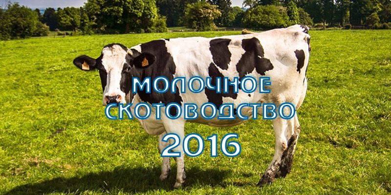 Молочное скотоводство в Ленинградской области. Итоги и приоритеты