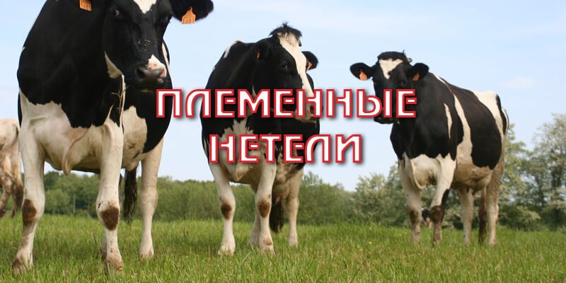Племенные нетели: где купить и как выбрать?