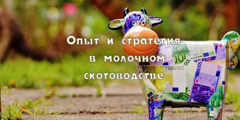 Опыт и стратегия управления фермой в современных условиях