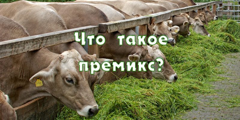 Кормовые добавки для коров