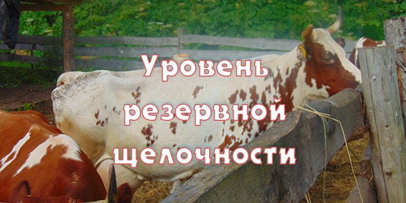 Резервная щелочность в крови у коров