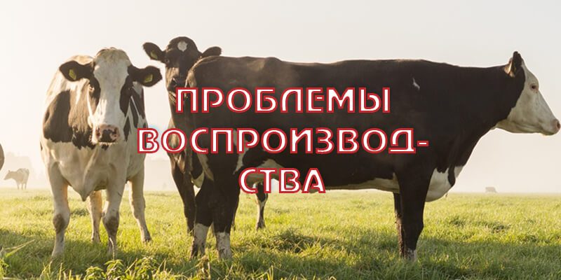 Проблемы воспроизводства стада в Ленинградской области