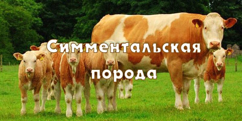 Симментальская порода коров