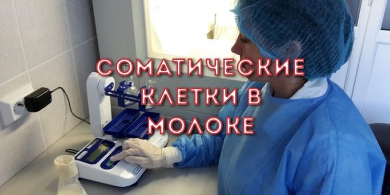 Высокий уровень соматических клеток в молоке: причины и как снизить