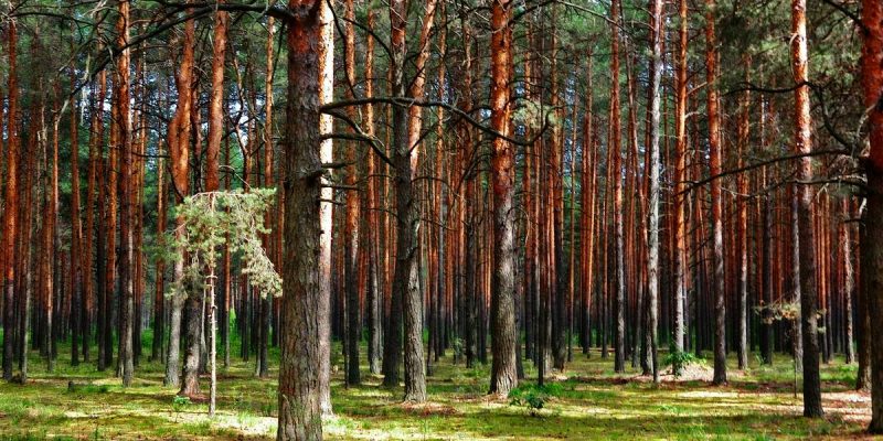 Плюсы и минусы деревенской жизни