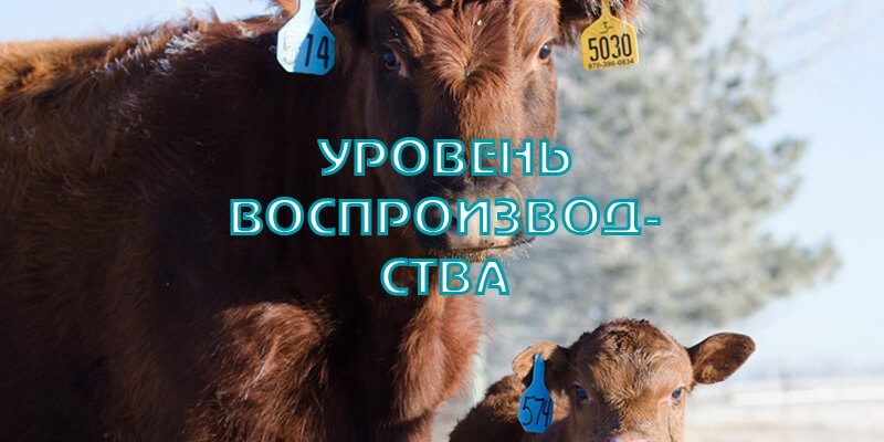 Воспроизводство стада. Реальный анализ