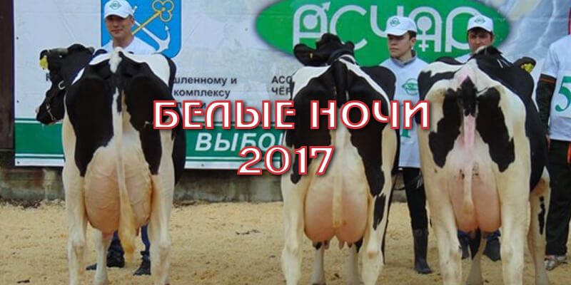 Выставка коров «Белые ночи – 2017»