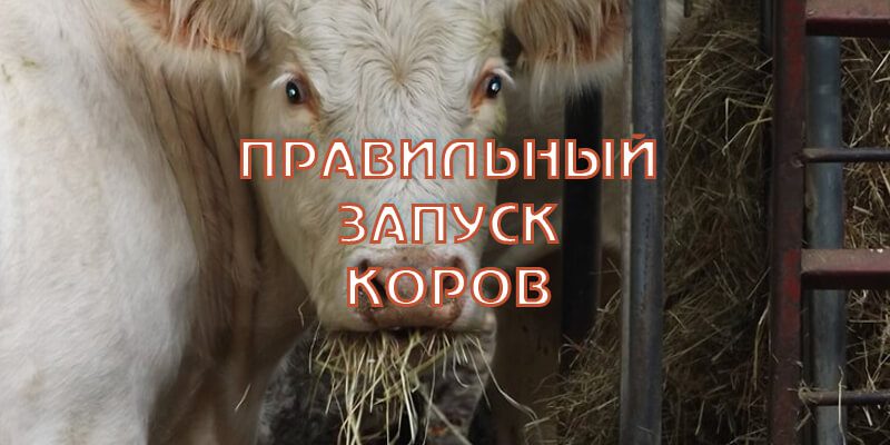 Запуск коров. Как правильно запустить корову?