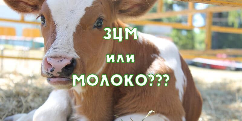 Кормление телят до 3 месяцев. Цельное молоко или зцм для телят?