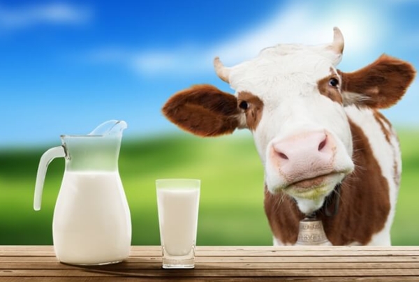 свойства молока