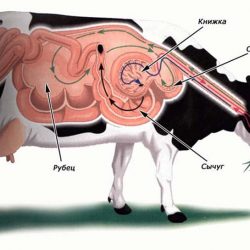 Пищеварение коровы