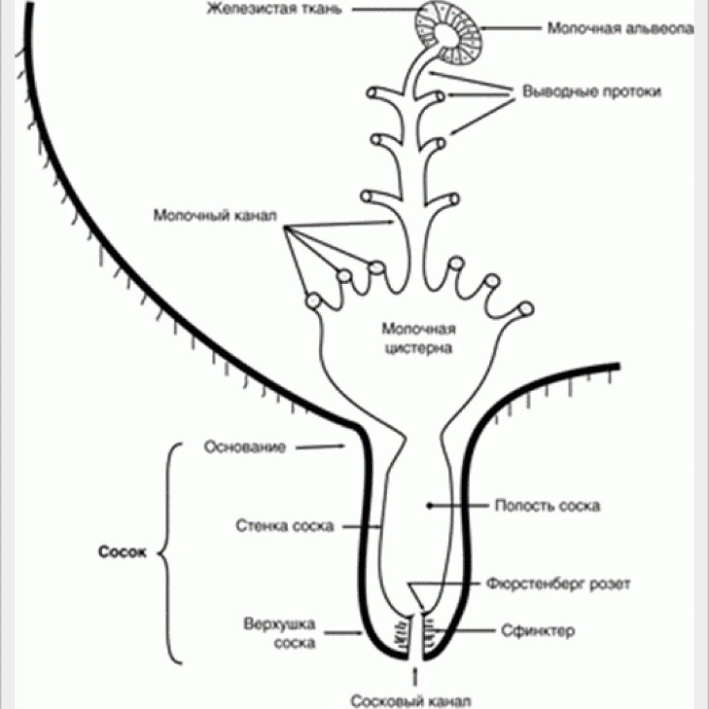 Схема строения молочной железы коровы