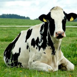 Голштинская порода коров, ее характеристика