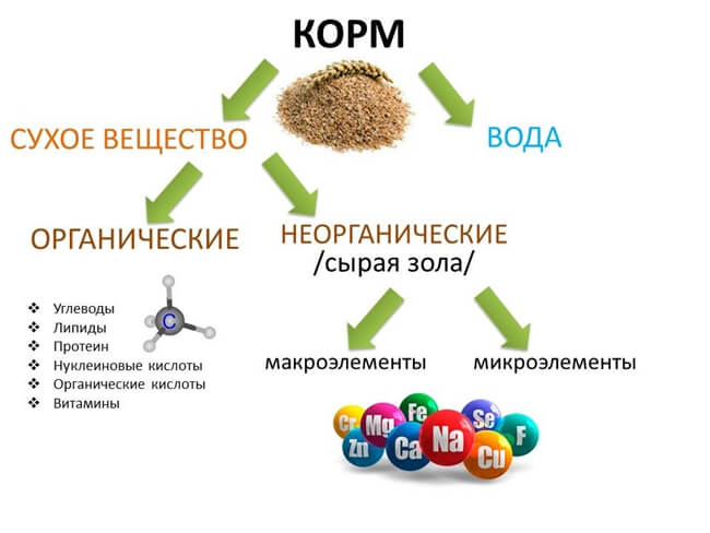 Микрофлора кормов и навоза презентация