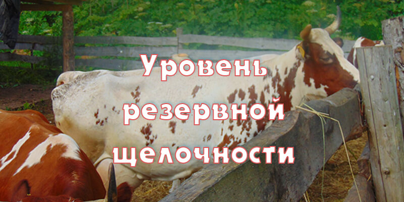 Резервная щелочность в крови у коров