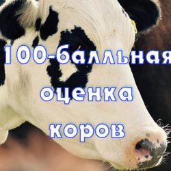 Линейная оценка экстерьера коров. 100-балльная оценка