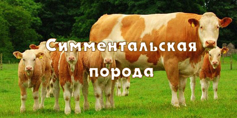 Симментальская порода коров