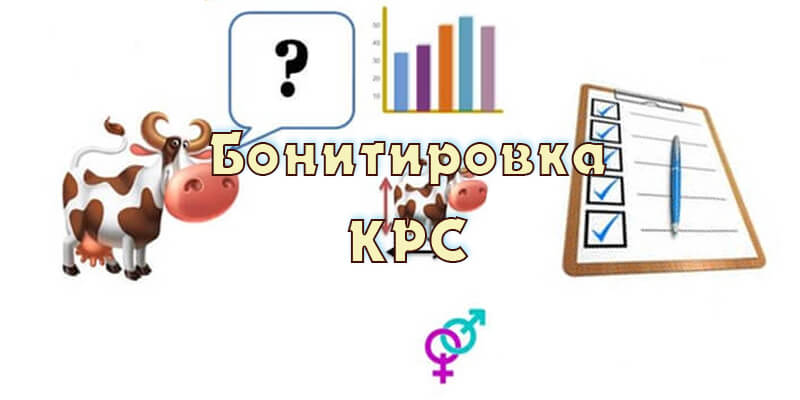 Бонитировка КРС. С чего начать?