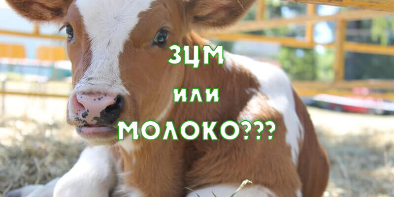 Кормление телят до 3 месяцев. Цельное молоко или зцм для телят?