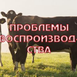 Проблемы воспроизводства стада в Ленинградской области